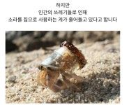 환경파괴로 인한 소라게들 | 보배드림 베스트글