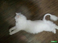 동물병원 의사 쌤이 난리 치신다는 울집 냥이!!! 초록글 고마워 ㅠㅠㅠㅠㅠㅠㅠㅠㅠㅠㅠㅠㅠㅠㅠㅠㅠㅠㅠ - 인스티즈(instiz) 반려동물 카테고리... 