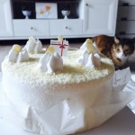 나나케이크 고구마케익 - 인스티즈(instiz, 音思提资) 일상포토 [일상포토] 나나케이크 고구마케익