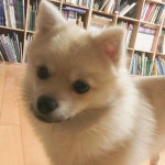 최고로 귀엽개 - 인스티즈(instiz) 익명잡담 최고로 귀엽개