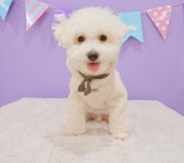 안뇽 난 말티숑(말티즈+비숑 믹스견) 콩콩이라고해 - 인스티즈(instiz) 반려동물 카테고리 안뇽 난 말티숑(말티즈+비숑 믹스견) 콩콩이라고해