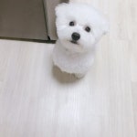 안뇽 난 말티숑(말티즈+비숑 믹스견) 콩콩이라고해 - 인스티즈(instiz) 반려동물 카테고리 안뇽 난 말티숑(말티즈+비숑 믹스견) 콩콩이라고해