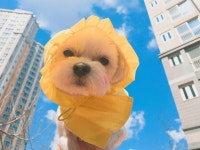 강아지+해바라기=개바라기 - 인스티즈(instiz) 일상 카테고리