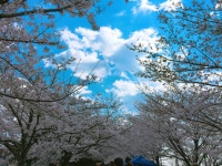 낙동강 벚꽃축제 - 인스티즈(instiz) 일상포토 (종료) 카테고리 낙동강 벚꽃축제