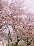어제 다녀온 진해 군항제٩('ω')و - 인스티즈(instiz) 익명잡담 어제 다녀온 진해 군항제٩('ω')و