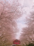 어제 다녀온 진해 군항제٩('ω')و - 인스티즈(instiz) 익명잡담 어제 다녀온 진해 군항제٩('ω')و