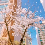 벚꽃 찍었당 - 인스티즈(instiz) 익명잡담 벚꽃 찍었당