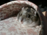 우리집 햄스터 사공4040 - 인스티즈(instiz) 반려동물 카테고리 우리집 햄스터 사공4040