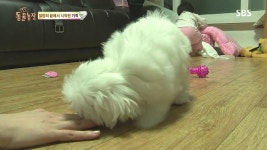 TV동물농장 음식물 쓰레기통 안에서 발견 된 새끼강아지 그 이후... 카테고리 TV동물농장 음식물 쓰레기통 안에서 발견 된 새끼강아지 그 이후