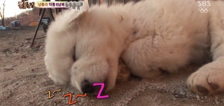 동물농장 악동6남매캡쳐ㅋㅋㅋㅋㅋㅋㅋㅋㅋ - 인스티즈(instiz) 이슈 카테고리 동물농장 악동6남매캡쳐ㅋㅋㅋㅋㅋㅋㅋㅋㅋ