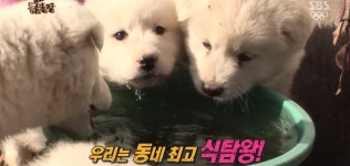 동물농장 악동6남매캡쳐ㅋㅋㅋㅋㅋㅋㅋㅋㅋ - 인스티즈(instiz) 이슈 카테고리 동물농장 악동6남매캡쳐ㅋㅋㅋㅋㅋㅋㅋㅋㅋ