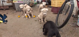 동물농장 악동6남매캡쳐ㅋㅋㅋㅋㅋㅋㅋㅋㅋ - 인스티즈(instiz) 이슈 카테고리 동물농장 악동6남매캡쳐ㅋㅋㅋㅋㅋㅋㅋㅋㅋ