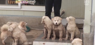 동물농장 악동6남매캡쳐ㅋㅋㅋㅋㅋㅋㅋㅋㅋ - 인스티즈(instiz) 이슈 카테고리 동물농장 악동6남매캡쳐ㅋㅋㅋㅋㅋㅋㅋㅋㅋ