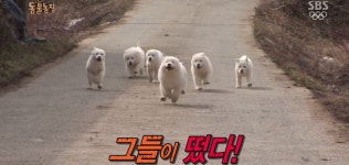 동물농장 악동6남매캡쳐ㅋㅋㅋㅋㅋㅋㅋㅋㅋ - 인스티즈(instiz) 이슈 카테고리 동물농장 악동6남매캡쳐ㅋㅋㅋㅋㅋㅋㅋㅋㅋ