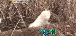 동물농장 악동6남매캡쳐ㅋㅋㅋㅋㅋㅋㅋㅋㅋ - 인스티즈(instiz) 이슈 카테고리 동물농장 악동6남매캡쳐ㅋㅋㅋㅋㅋㅋㅋㅋㅋ