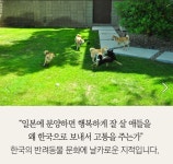 더 이상 한국에 시바견을 분양하지 않으려 합니다.jpg - 인스티즈(instiz, 音思提资) 인티포털 더 이상 한국에 시바견을 분양하지 않으려... 