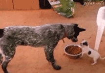 강아지 혼내는 개 .gif - 인스티즈(instiz) 인티포털 강아지 혼내는 개 .gif