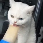 낼름 낼름 낼름.guf - 인스티즈(instiz) 인티포털 낼름 낼름 낼름.guf