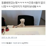 동물병원 개 3년이면 카운터를 본다 - 인스티즈(instiz) 인티포털 동물병원 개 3년이면 카운터를 본다