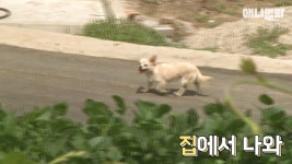 혼자 버스타고 지인 만나러 가는 강아지 상연이.jpg - 인스티즈(instiz... [인티포털] 혼자 버스타고 지인 만나러 가는 강아지 상연이.jpg