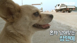혼자 버스타고 지인 만나러 가는 강아지 상연이.jpg - 인스티즈(instiz... [인티포털] 혼자 버스타고 지인 만나러 가는 강아지 상연이.jpg
