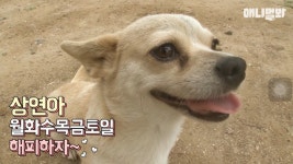 혼자 버스타고 지인 만나러 가는 강아지 상연이.jpg - 인스티즈(instiz... [인티포털] 혼자 버스타고 지인 만나러 가는 강아지 상연이.jpg