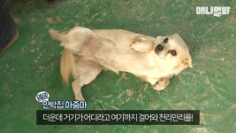 혼자 버스타고 지인 만나러 가는 강아지 상연이.jpg - 인스티즈(instiz... [인티포털] 혼자 버스타고 지인 만나러 가는 강아지 상연이.jpg