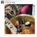 식탐 강한 고양이 - 인스티즈(instiz, 音思提资) 인티포털 식탐 강한 고양이