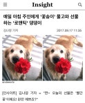 매일 아침 주인에게 꽃송이 물고와 선물하는 로맨틱 댕댕이... 인티포털 매일 아침 주인에게 꽃송이 물고와 선물하는 로맨틱 댕댕이