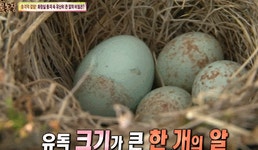 [동물농장] 다른 새끼 새 다 죽이면서까지 남의 둥지에서 자라는 뻐꾸기 - 인스티즈(instiz, 音思提资) 인티포털 [동물농장] 다른 새끼 새 다... 