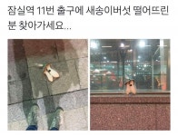 잠실역 11번 출구에 새송이버섯 떨어뜨린 분 찾아가세요 - 인스티즈(instiz, 音思提资) 인티포털 잠실역 11번 출구에 새송이버섯 떨어뜨린 분... 