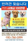 강원도 원주) 강아지를 찾습니다 - 인스티즈(instiz, 音思提资) 인티포털 강원도 원주) 강아지를 찾습니다