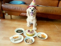 토종개님의 생일상 | 보배드림 국산차게시판