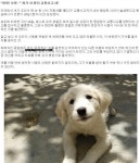 멍멍! 개운전하다 사고 | 보배드림 유머게시판