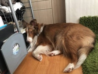 눈빛이 아주... 뚱띠 강쥐40 - 인스티즈(instiz) 반려동물 카테고리