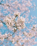 벚꽃 팡팡🌸 - 인스티즈(instiz) 인티공방 카테고리