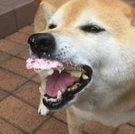 애완동물용 케이크을 처음 먹어 본 시바 - 인스티즈(instiz) 인티포털 애완동물용 케이크을 처음 먹어 본 시바