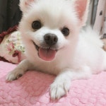우리집 강아지가 정말 귀엽거든 정말 너무 귀여워 진짜 대박 너무 귀여워 ,,,, - 인스티즈(instiz) 반려동물 카테고리 우리집 강아지가 정말... 