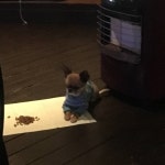 여행간 근처 호프집에서 만난 댕댕이 - 인스티즈(instiz, 音思提资) 익명잡담 [익명잡담] 여행간 근처 호프집에서 만난 댕댕이