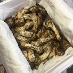 🍄 송이꙼̈버섯 진짜 체고야 ... 4040 🍄 - 인스티즈(instiz) 익명잡담 카테고리 🍄 송이꙼̈버섯 진짜 체고야 ... 4040 🍄
