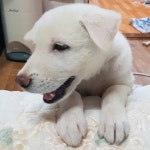 우리집 댕댕이는 나만 귀여운가봐 ㅜㅜ - 인스티즈(instiz) 반려동물 카테고리 우리집 댕댕이는 나만 귀여운가봐 ㅜㅜ
