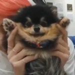 [잡담] 탄이가 윤기 비니에 쉬했대 - 인스티즈(instiz) (K)POP/예능 카테고리 [잡담] 탄이가 윤기 비니에 쉬했대