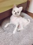 Wool ae gi (울애기) | 울 애기 스노우햤뎌 - 인스티즈(instiz) 반려동물 카테고리 울 애기 스노우햤뎌