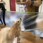 우리 집 전 부치는데 멈무들 자꾸 돌아다녀서 위험하다고 아빠가... 집 전 부치는데 멈무들 자꾸 돌아다녀서 위험하다고 아빠가 바리케이트 쳤음
