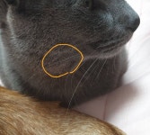 고양이 수염이 갈라져있어ㅠㅠㅠㅠㅠ사진있어! - 인스티즈(instiz) 반려동물 카테고리 고양이 수염이 갈라져있어ㅠㅠㅠㅠㅠ사진있어!