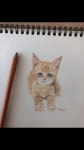 🐈색연필 고양이 드로잉🐈 - 인스티즈(instiz) 인티공방 카테고리 🐈색연필 고양이 드로잉🐈