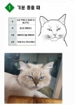행복한고양이 - 인스티즈(instiz) 반려동물 카테고리