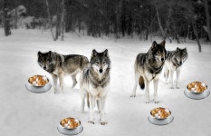 알단와봐유 | 늑머단 모여봐 빨리빨리🐺🐺🐺🐺 - 인스티즈(instiz) 이진혁 카테고리