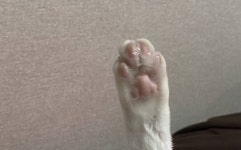 우리집 애옹 지 배때지 그루밍할때 발 한짝 들거든 - 인스티즈(instiz) 반려동물 카테고리