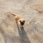 시골에서 키우는 우리 똥강아지🐶 - 인스티즈(instiz) 반려동물 카테고리